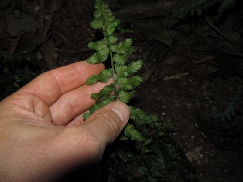 Asplenium macrophlebium photo 3