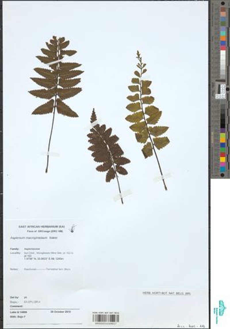 Asplenium macrophlebium