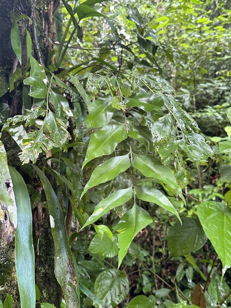 Asplenium macrophyllum