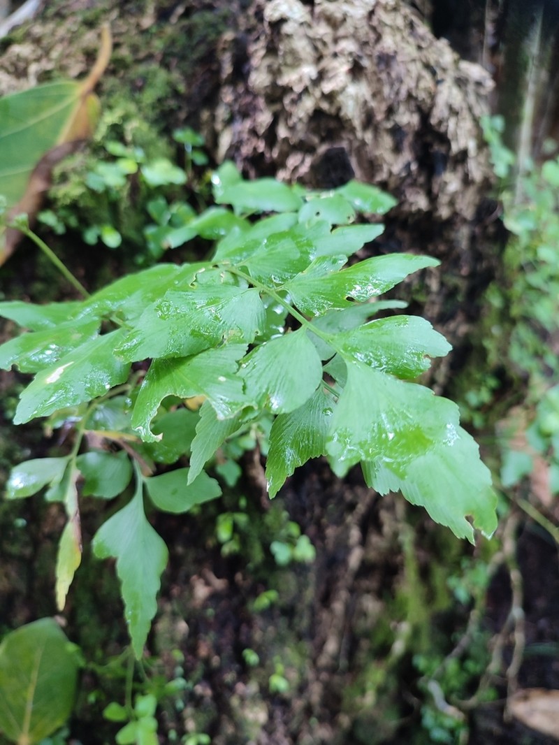 Asplenium macrophyllum photo 2
