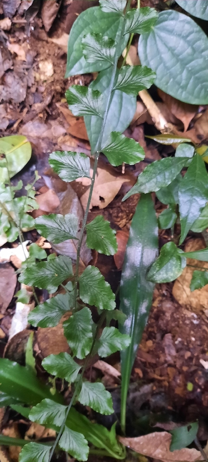 Asplenium macrophyllum photo 3
