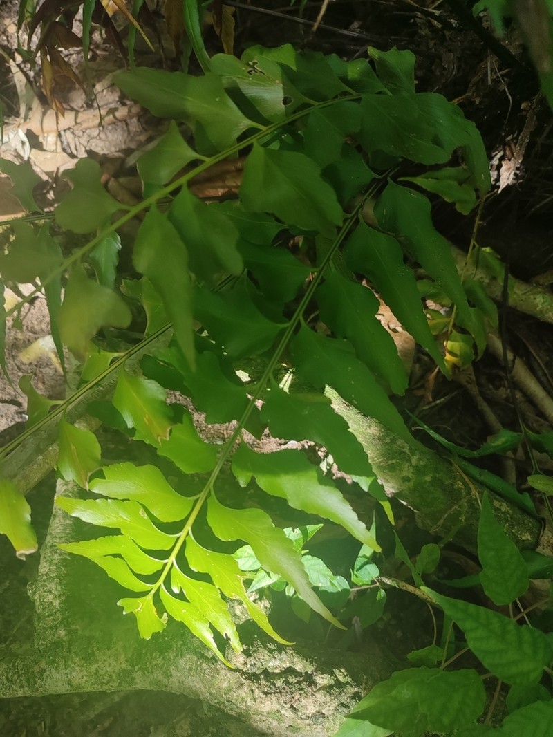 Asplenium macrophyllum photo 4