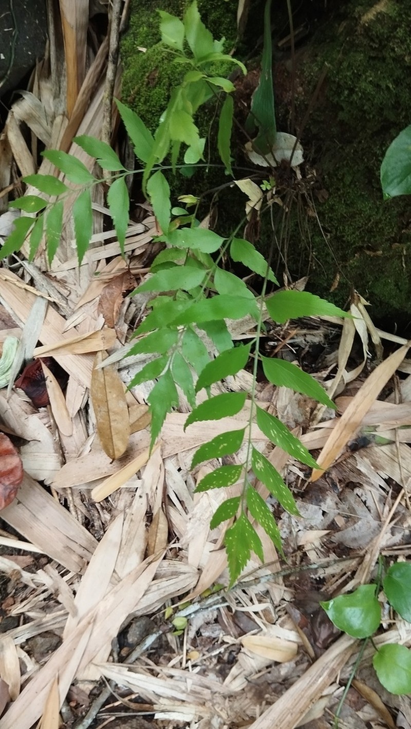 Asplenium macrophyllum photo 5