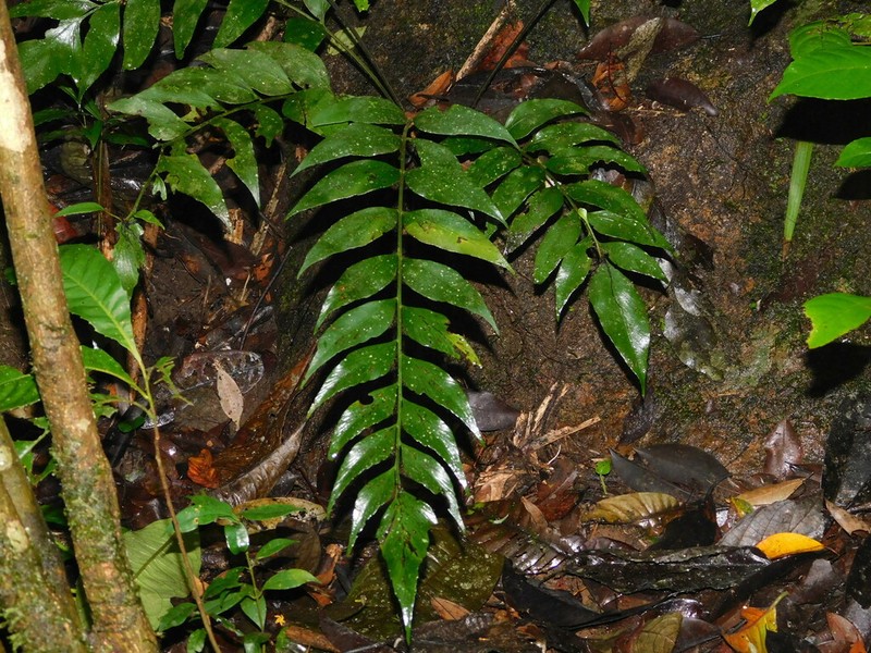 Asplenium macrophyllum photo 6