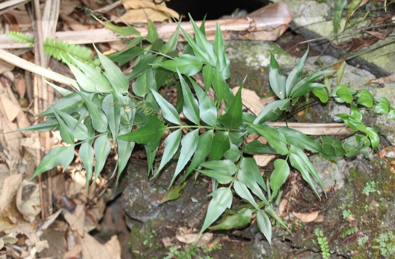 Asplenium macrophyllum photo 7