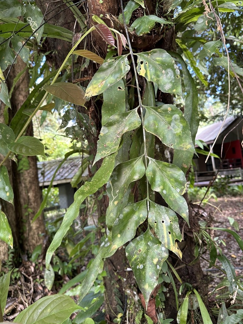 Asplenium macrophyllum photo 8