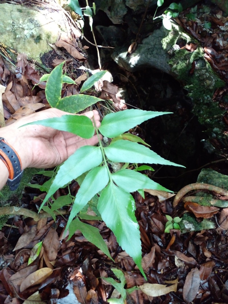 Asplenium macrophyllum