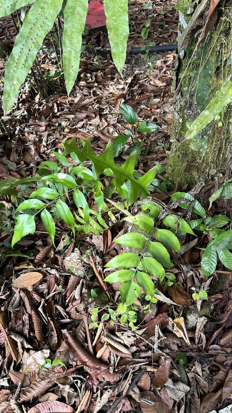 Asplenium macrophyllum photo 2