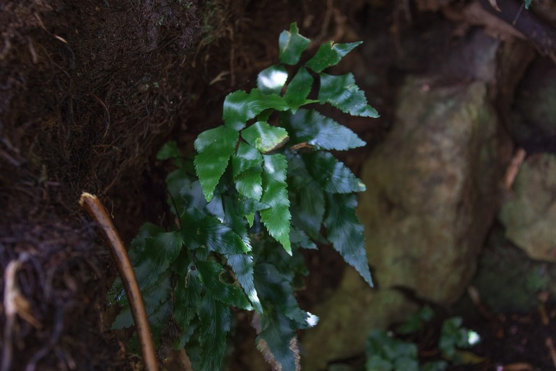 Asplenium macrosorum photo 2