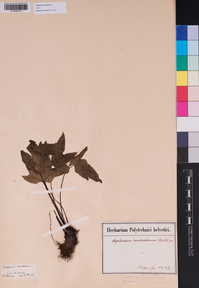 Asplenium macrosorum photo 3