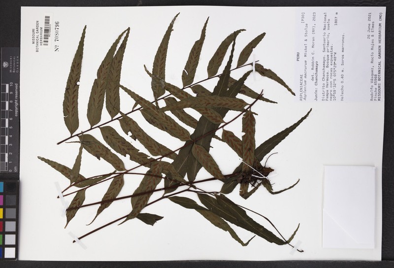 Asplenium macrurum
