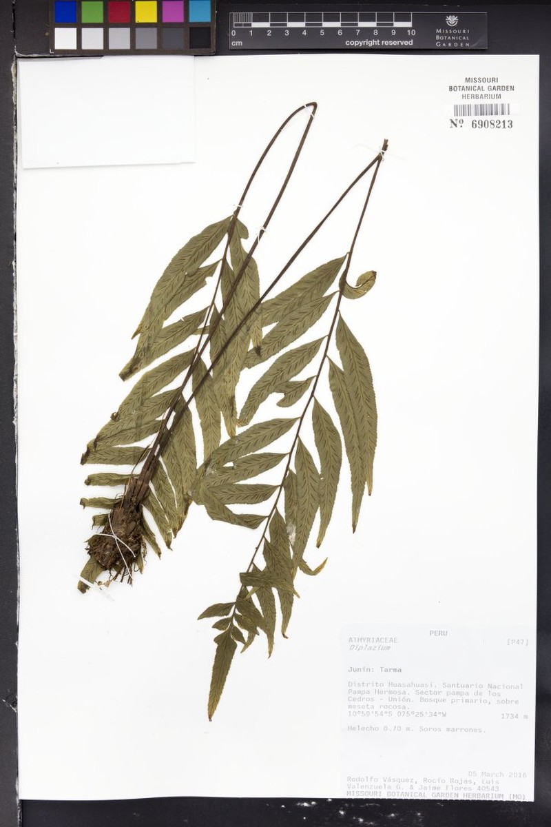 Asplenium macrurum photo 2