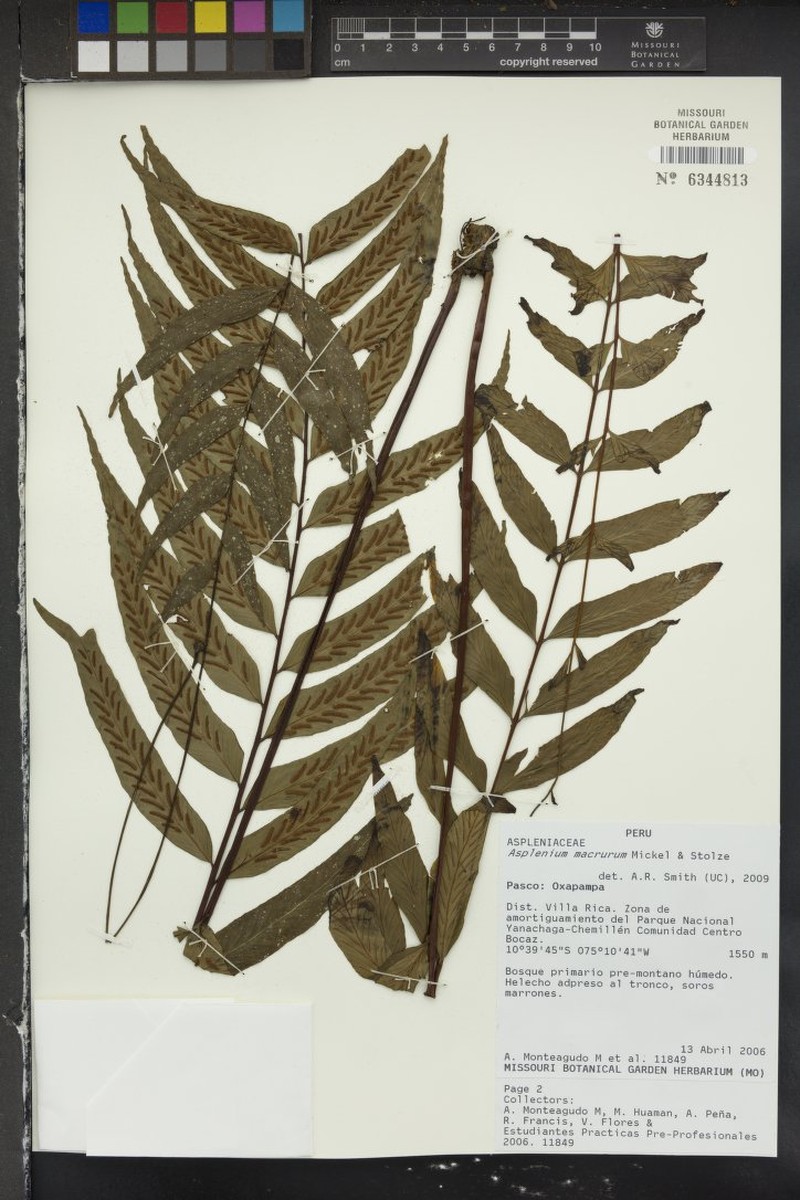 Asplenium macrurum photo 3