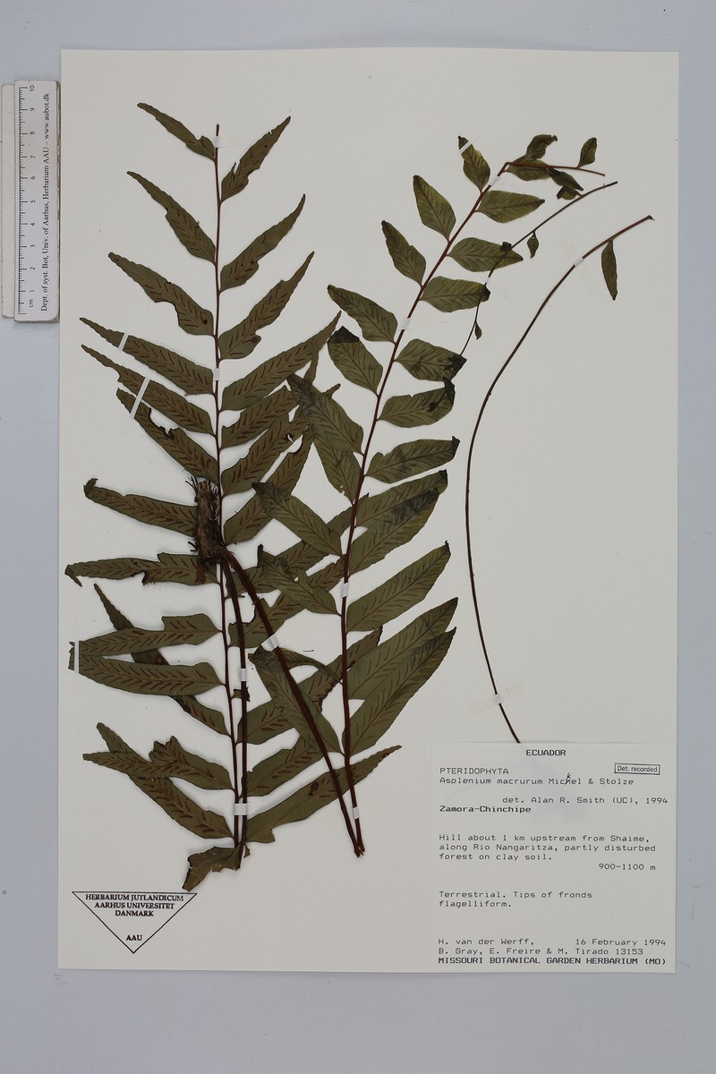 Asplenium macrurum