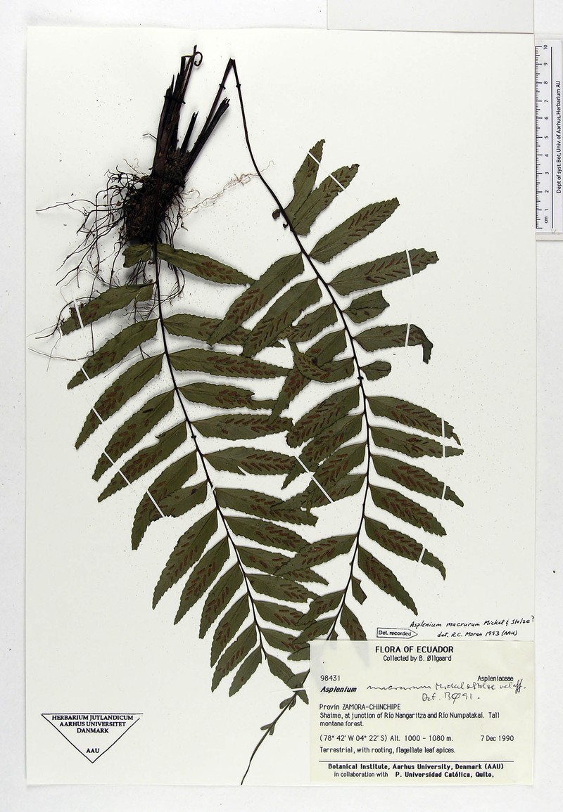 Asplenium macrurum photo 2
