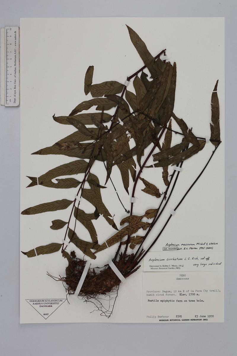 Asplenium macrurum photo 3