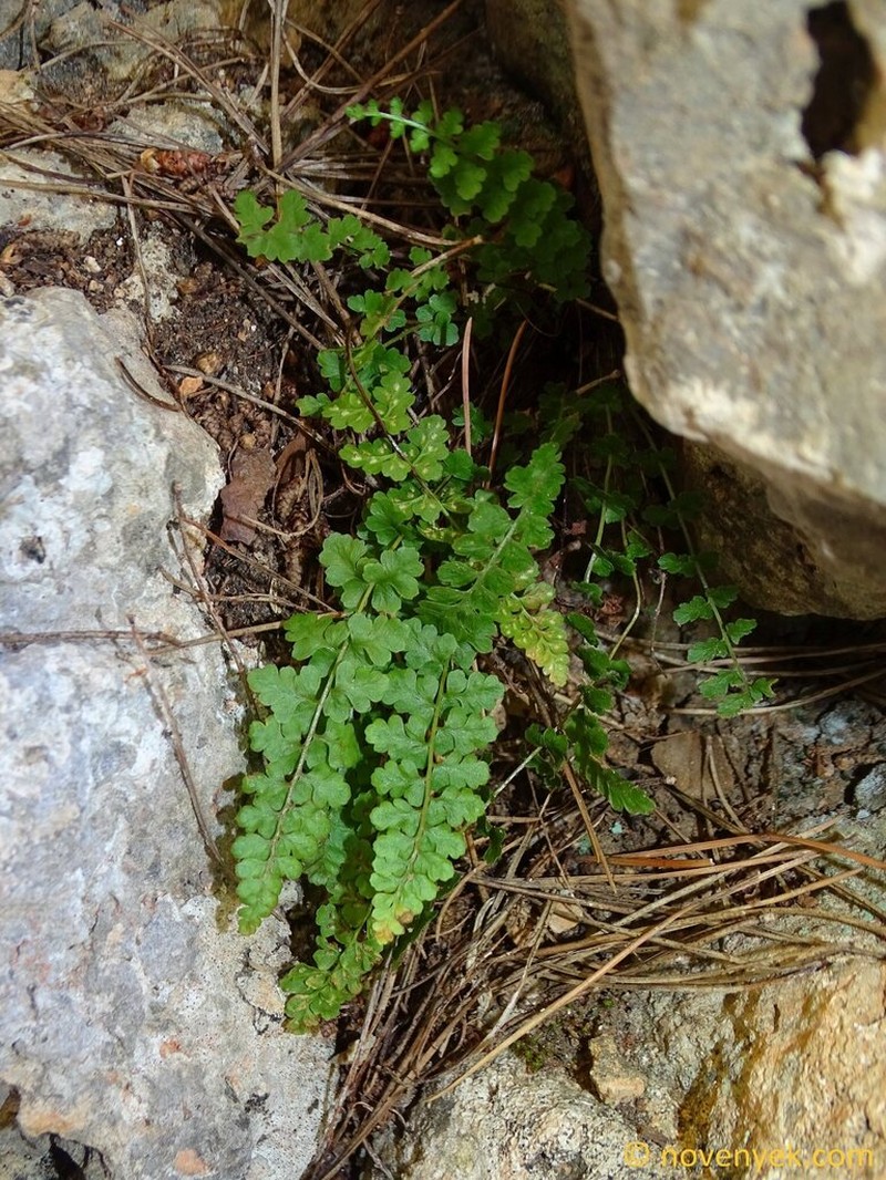Asplenium majoricum photo 2
