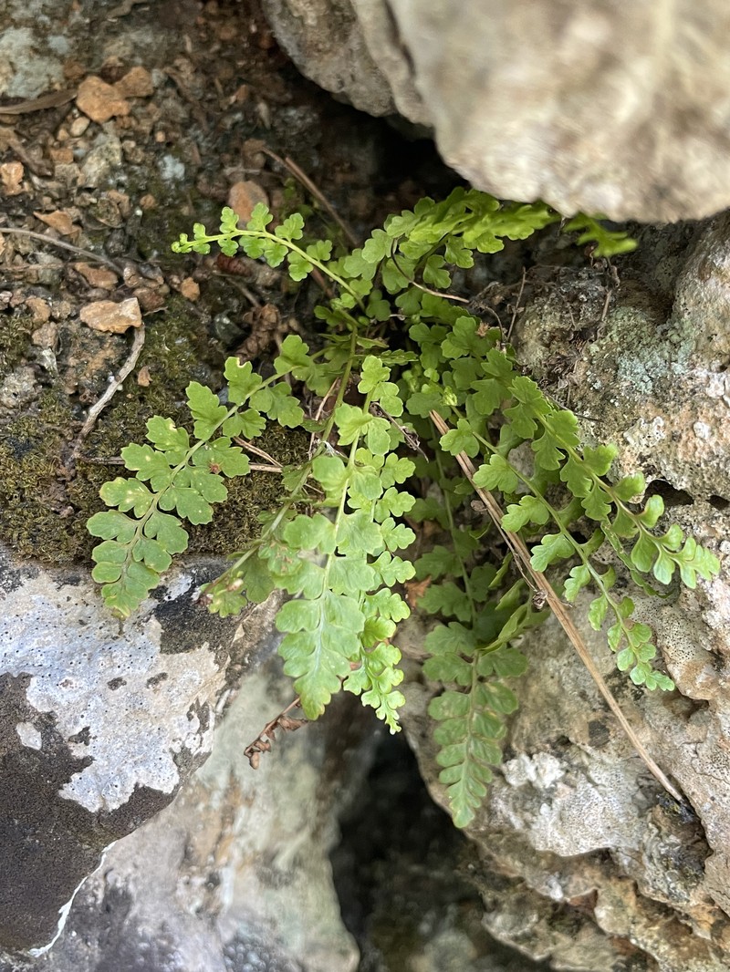 Asplenium majoricum photo 6