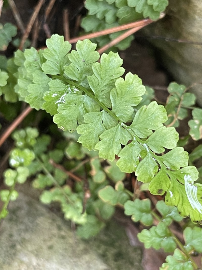 Asplenium majoricum photo 7