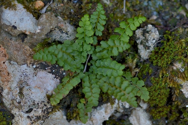 Asplenium majoricum