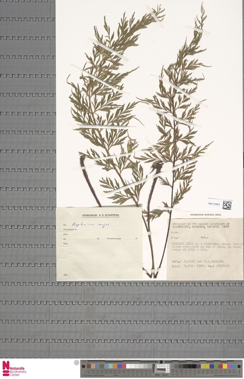 Asplenium majus