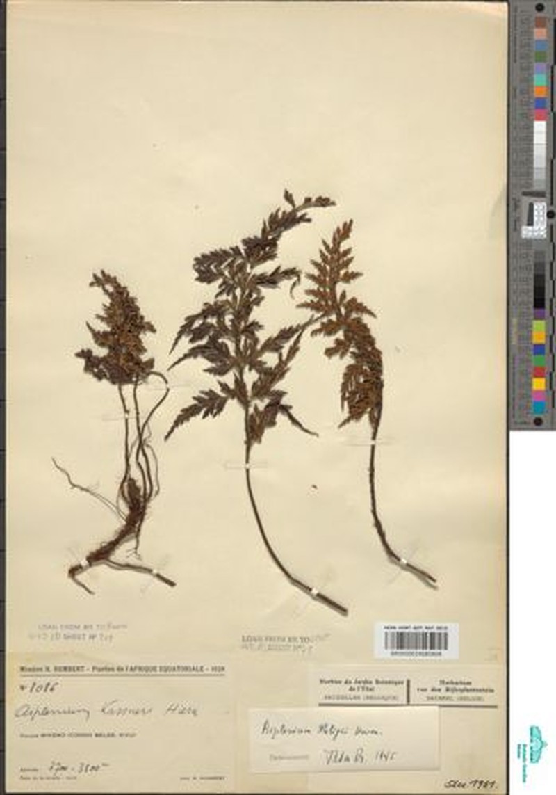 Asplenium majus photo 2