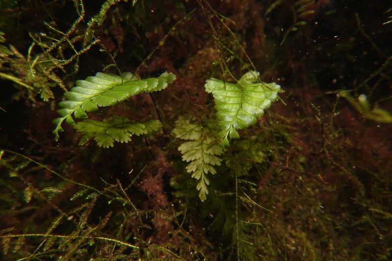 Asplenium majus