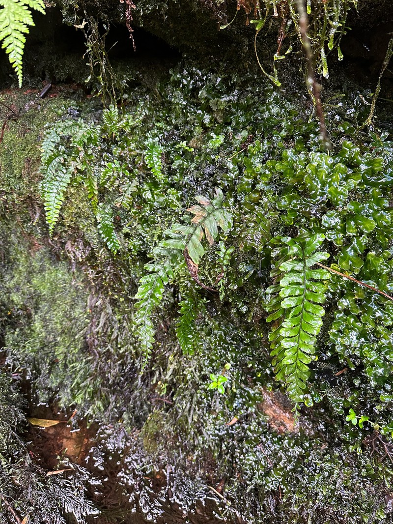 Asplenium majus photo 2