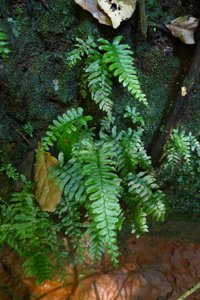 Asplenium majus photo 3