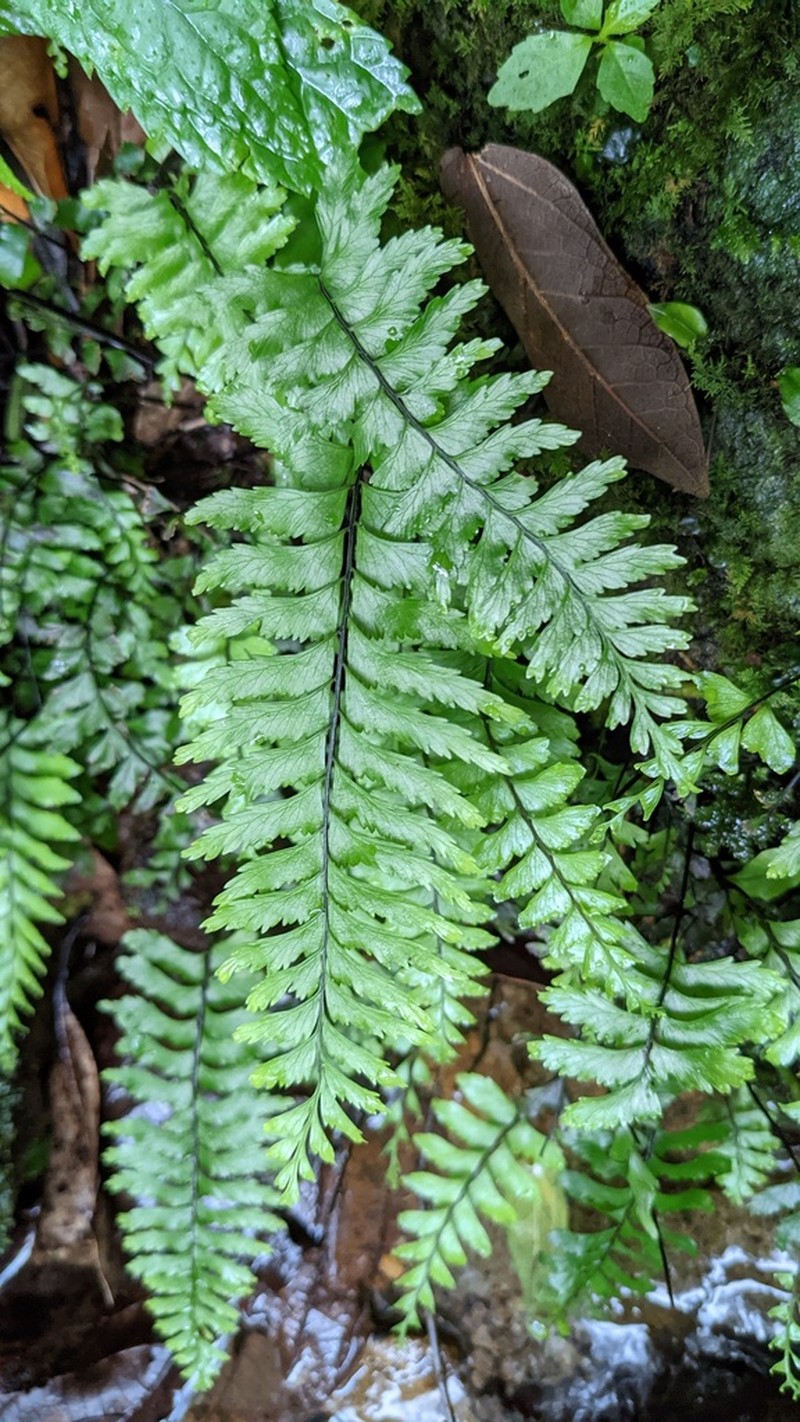 Asplenium majus photo 4