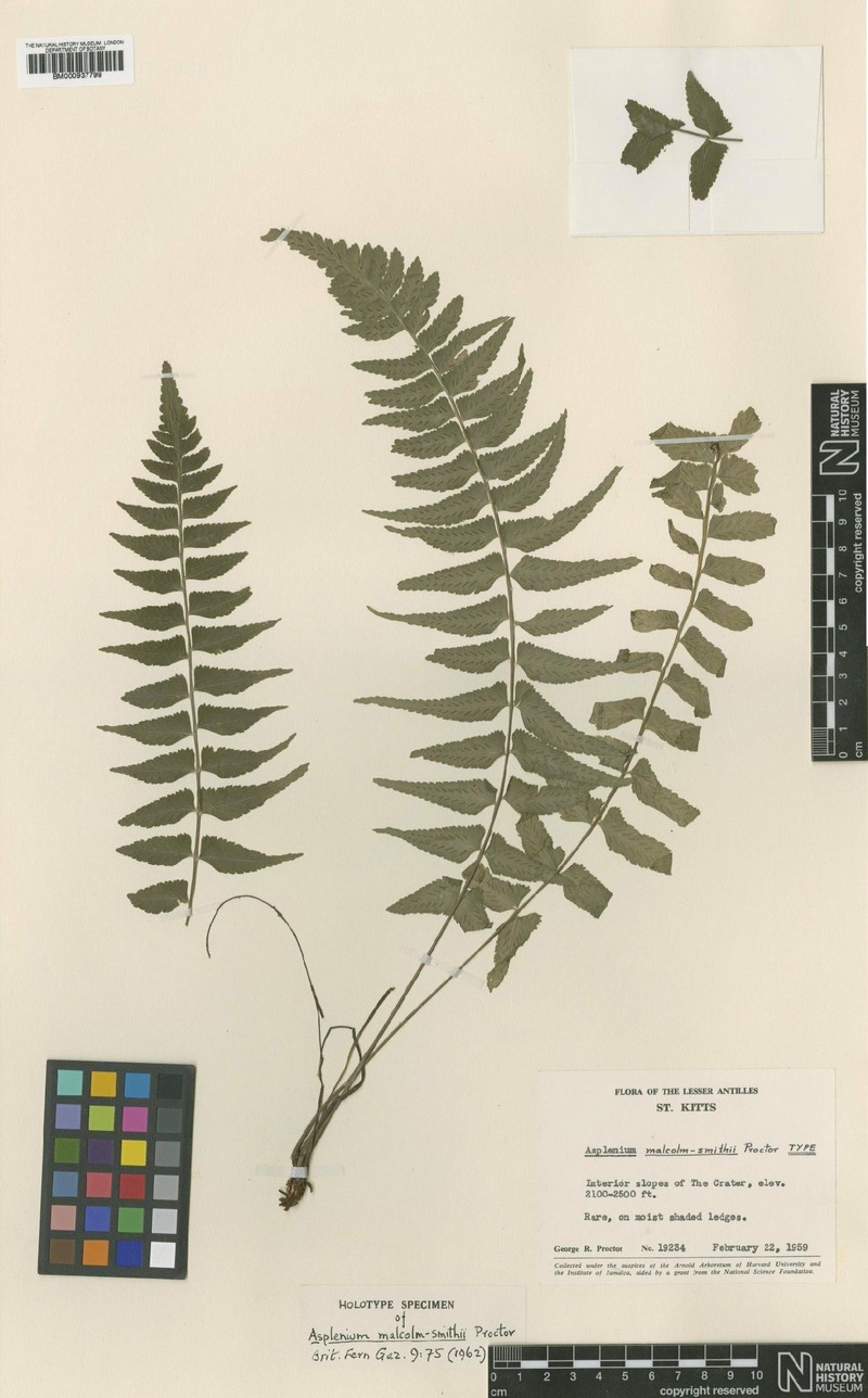 Asplenium malcolm-smithii