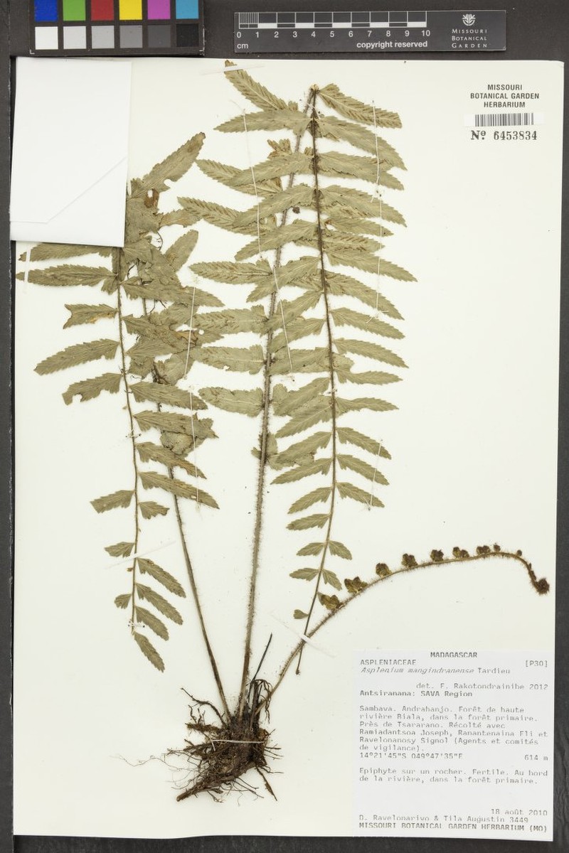 Asplenium mangindranense