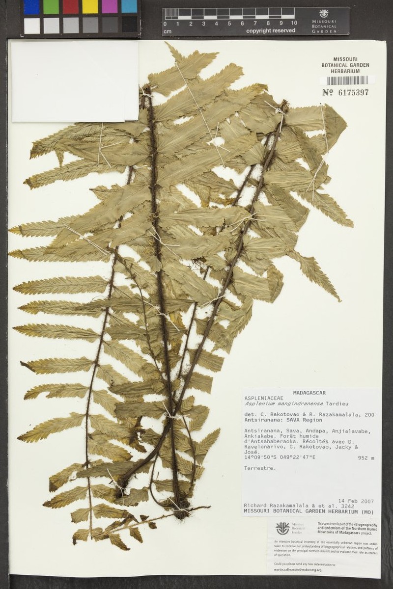 Asplenium mangindranense photo 2