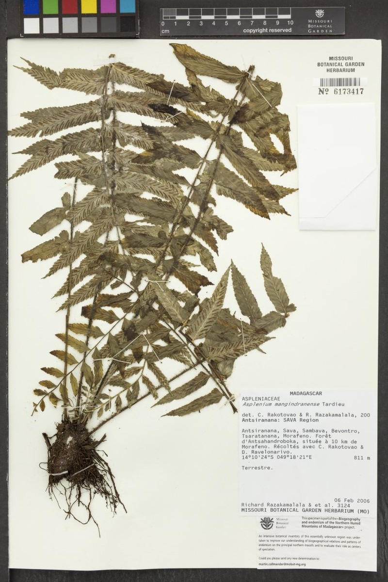 Asplenium mangindranense photo 3