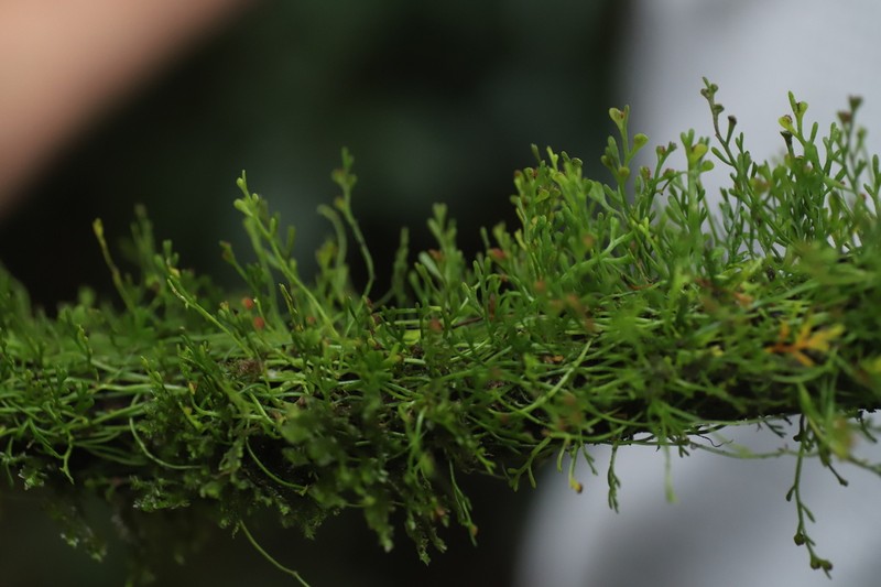 Asplenium mannii