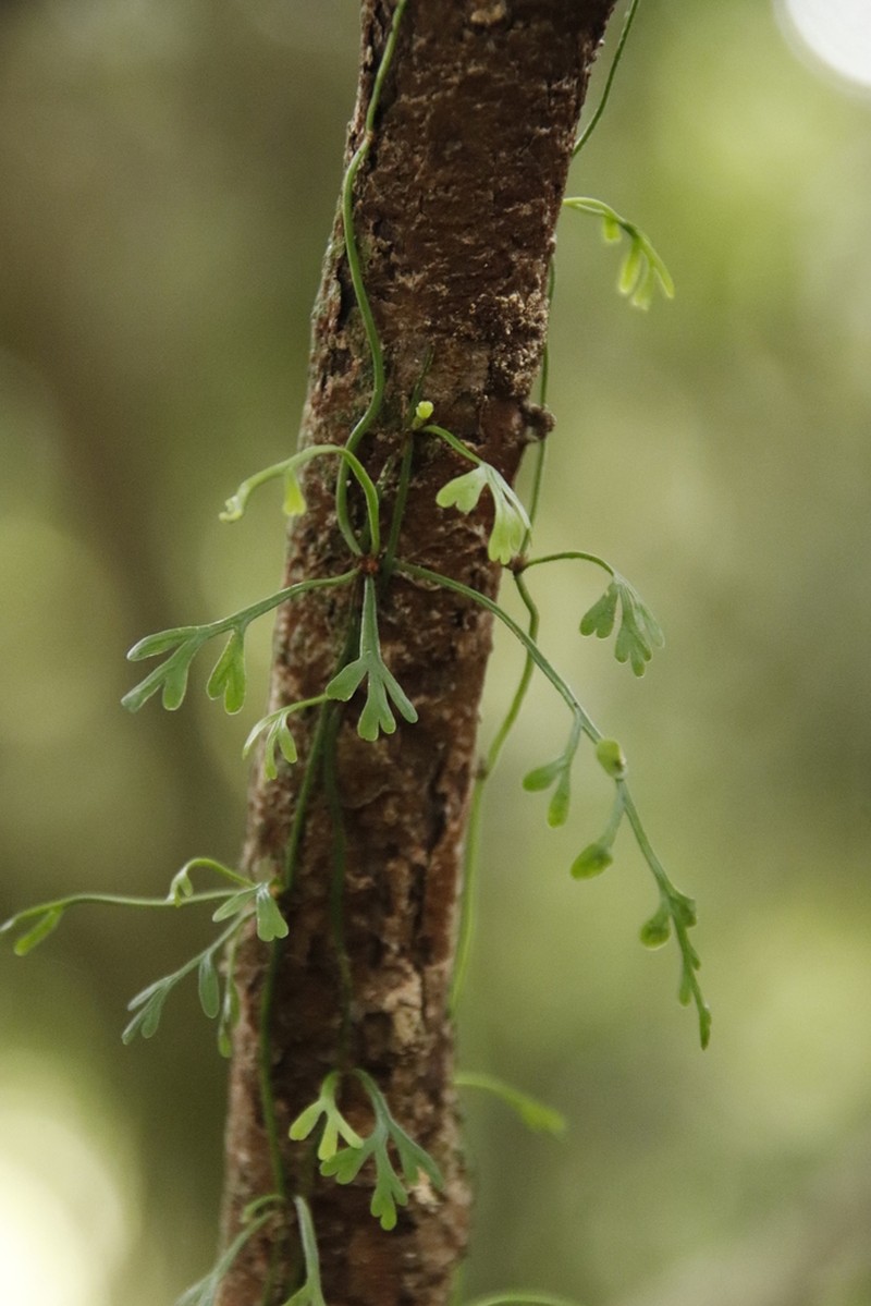 Asplenium mannii photo 2