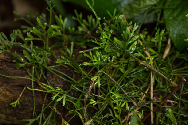 Asplenium mannii photo 3