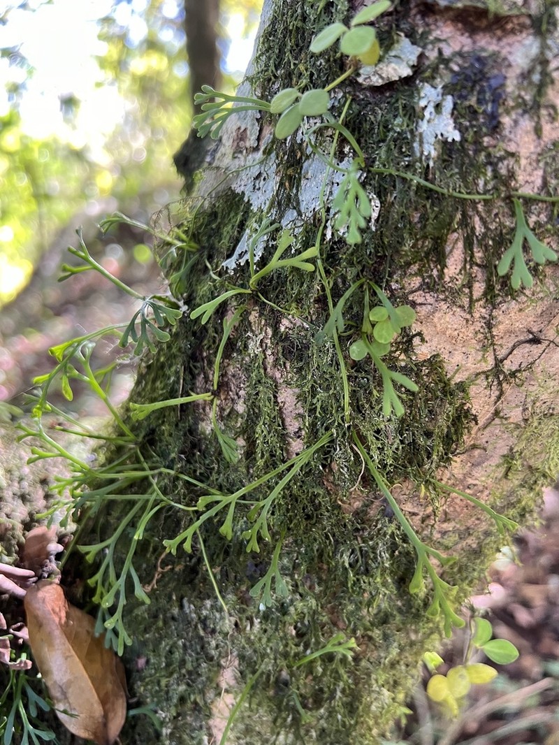 Asplenium mannii photo 4