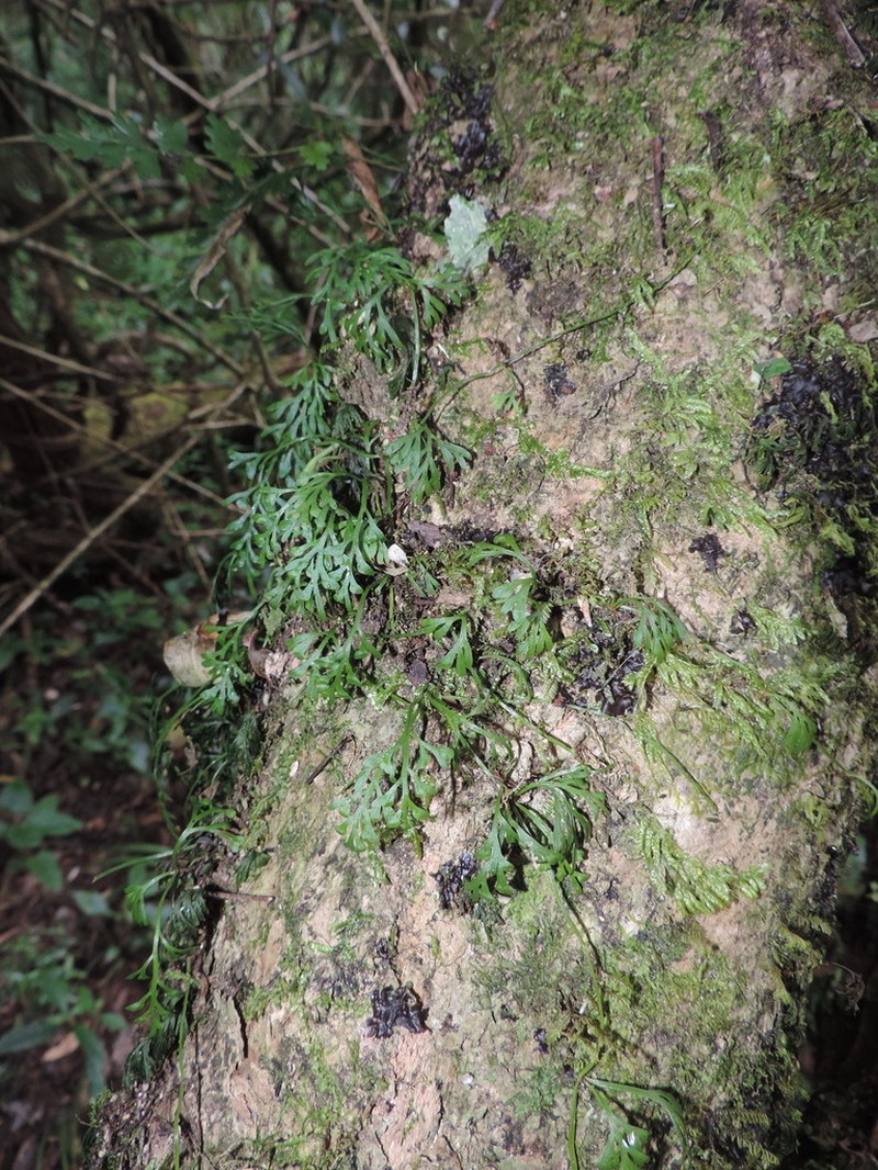 Asplenium mannii photo 5
