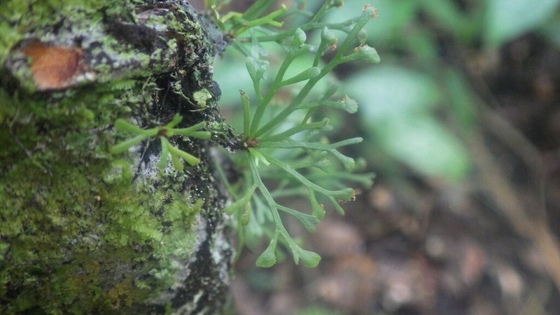 Asplenium mannii photo 6
