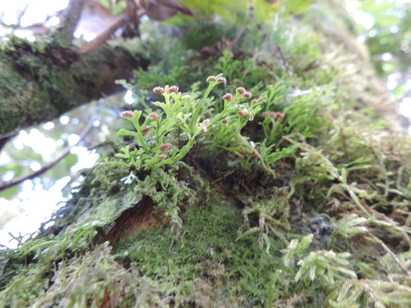 Asplenium mannii photo 7