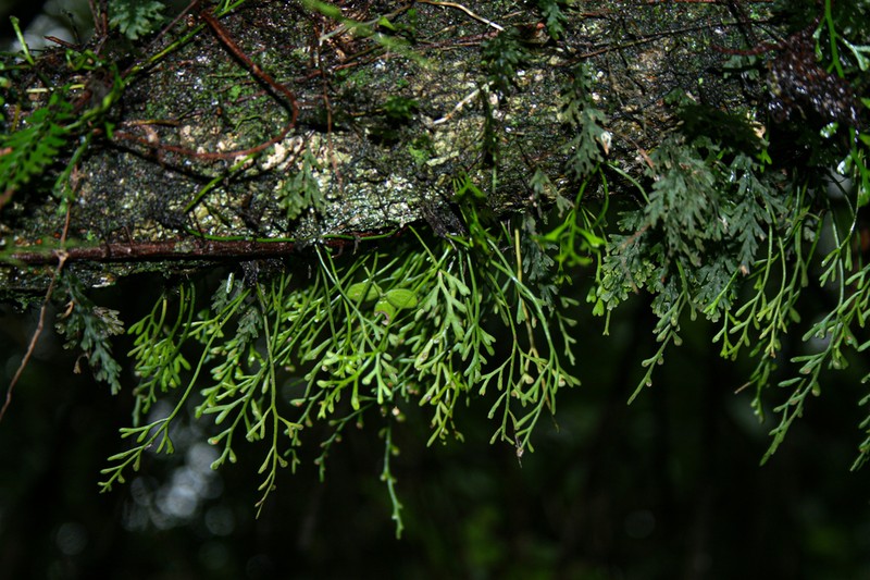 Asplenium mannii photo 8
