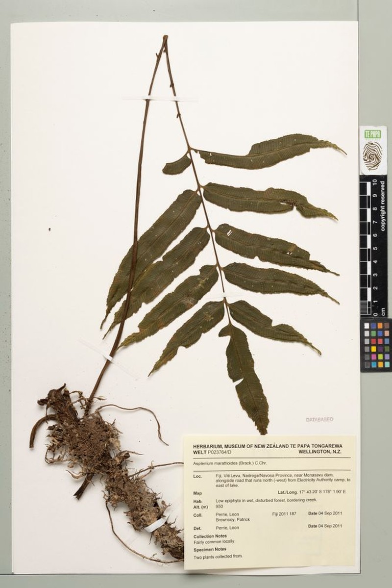Asplenium marattioides