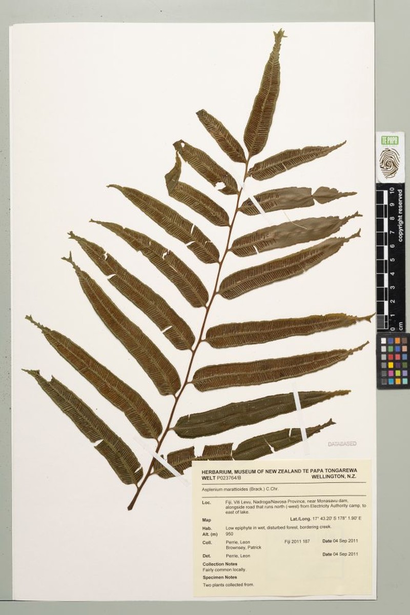 Asplenium marattioides photo 2