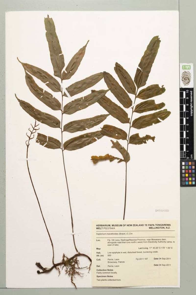 Asplenium marattioides photo 3