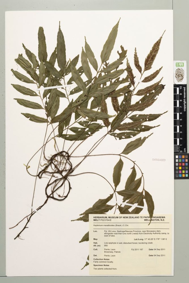 Asplenium marattioides photo 4