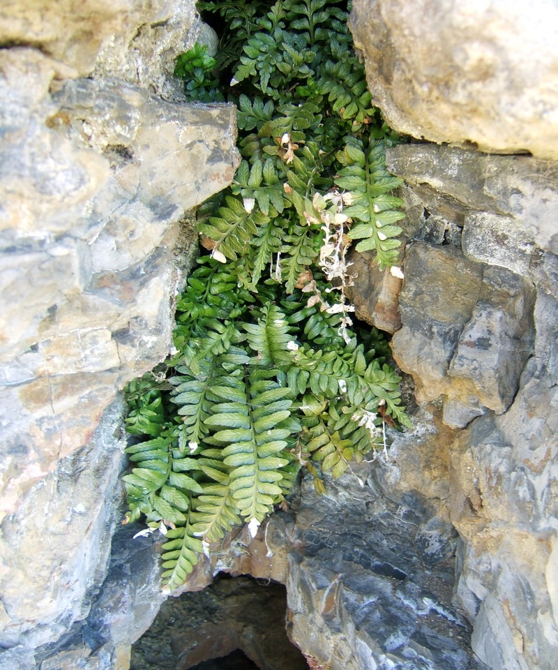 Asplenium marinum
