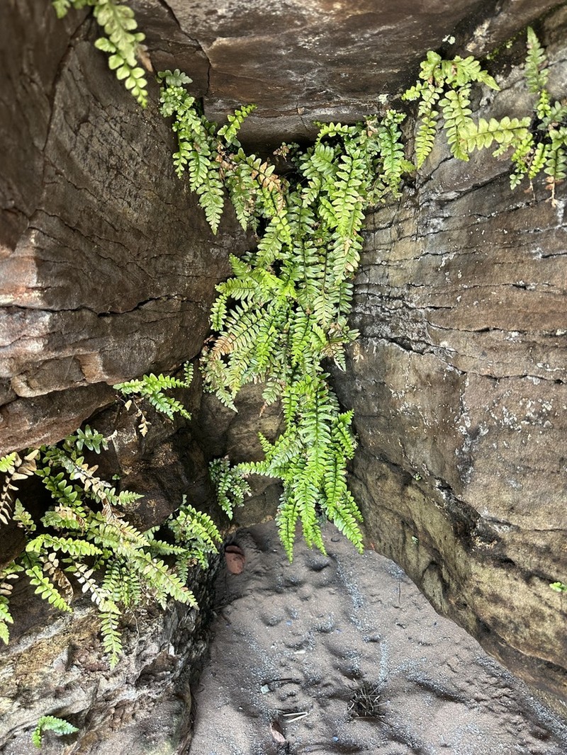 Asplenium marinum photo 4