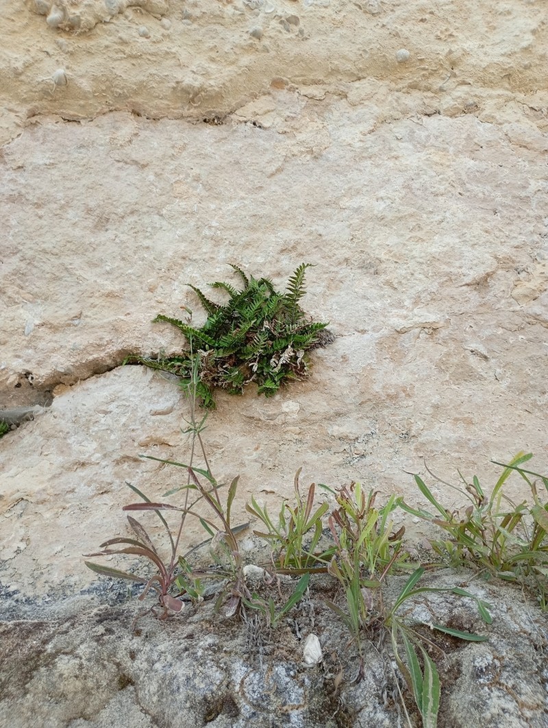 Asplenium marinum photo 5
