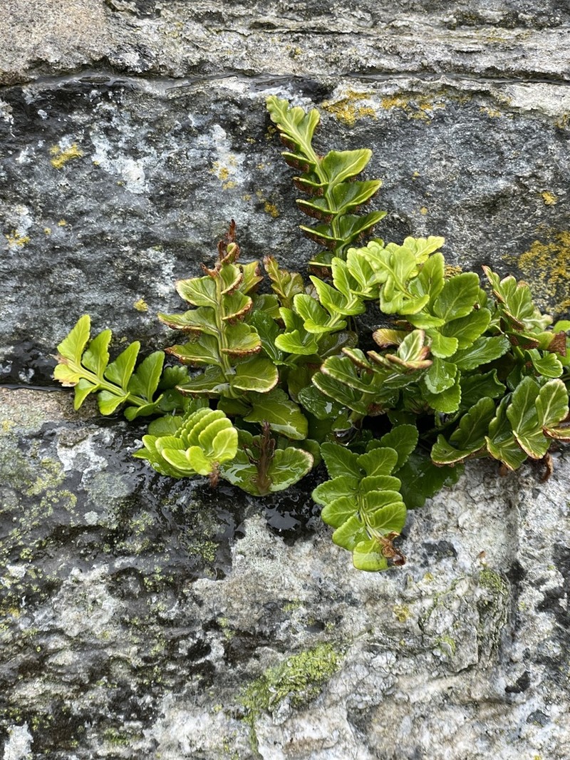 Asplenium marinum photo 6